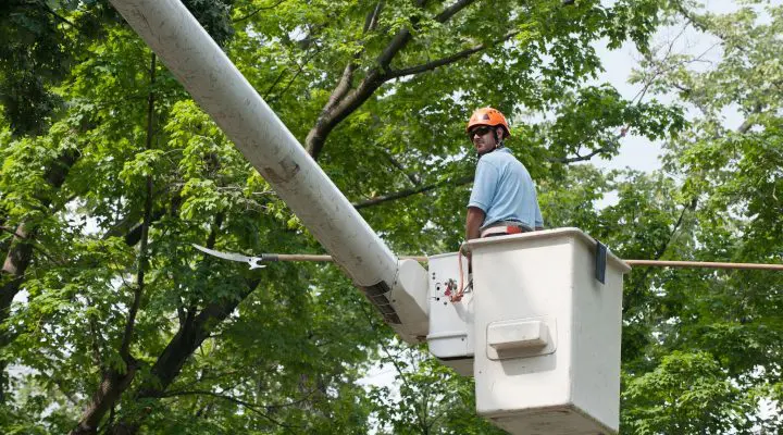 Why Arborists Use Aerial Lifts