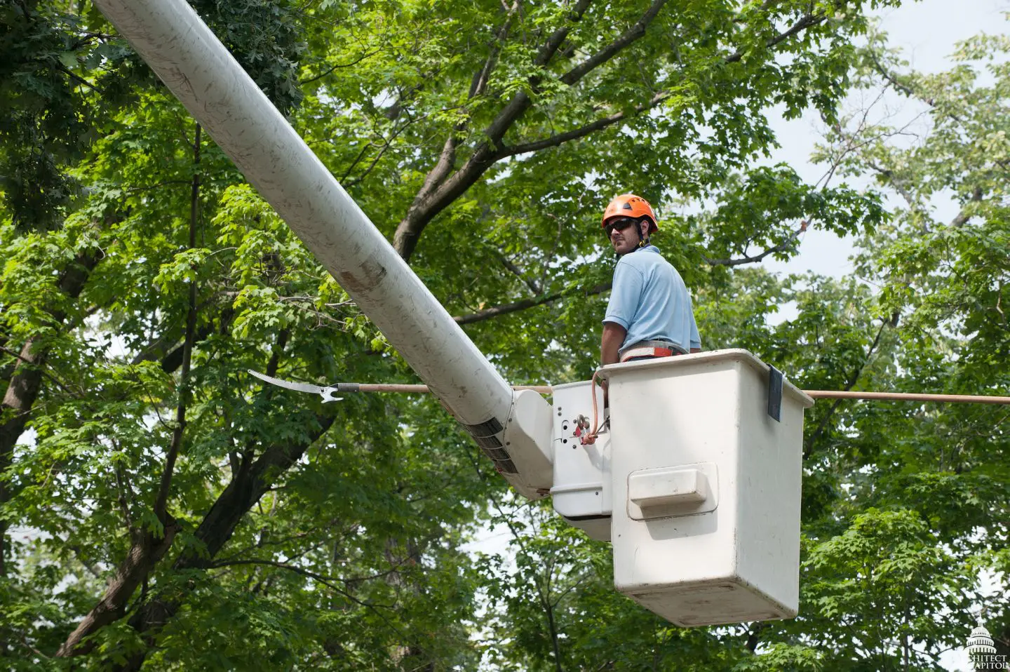 Why Arborists Use Aerial Platform Lifts | Blade Platforms USA