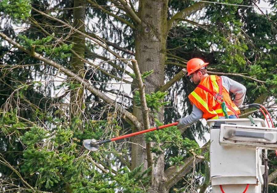 Tree Trimming